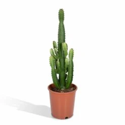 Euphorbia Acrurensis - H80cm, ø24cm - Grande Plante D'intérieur