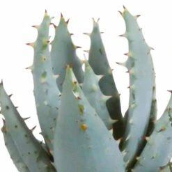 Gasteria, Haworthia Et Leurs Caches-pots Blancs, Box De 5 Plantes - H8cm, ø6cm - Plantes D'intérieur -Cactus Jardin Soldes Magasin a44886affca55c70