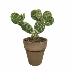 Opuntia Microdasys Et Son Cache-pot Marron - H40cm, ø17cm - Plante D'intérieur -Cactus Jardin Soldes Magasin a5b5547e6fb3b690
