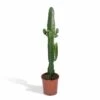 Euphorbia Acrurensis - H50cm, ø17cm - Grande Plante D'intérieur -Cactus Jardin Soldes Magasin a75a46cc2579c168