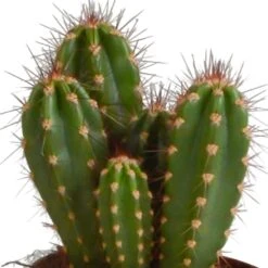 Cactus, Box De 3 Plantes - H15cm, ø10,5cm - Plantes D'intérieur -Cactus Jardin Soldes Magasin a87631cfc895184c