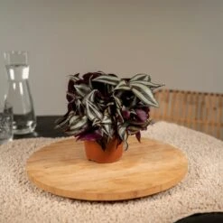 Cactus Jardin Soldes Magasin -Cactus Jardin Soldes Magasin abd6482b058aeed7