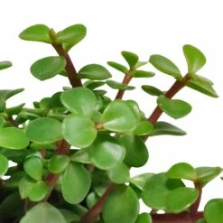 Portulacaria Afra - H25cm, ø10,5cm - Plante D'intérieur -Cactus Jardin Soldes Magasin ae48ccf2c4e6d2a1