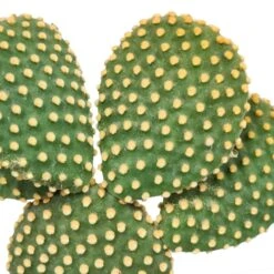 Opuntia Microdasys Et Son Cache-pot Marron - H40cm, ø17cm - Plante D'intérieur -Cactus Jardin Soldes Magasin b14fe3852f3fb5d3