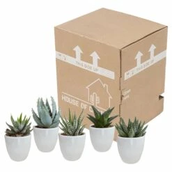 Gasteria, Haworthia Et Leurs Caches-pots Blancs, Box De 5 Plantes - H8cm, ø6cm - Plantes D'intérieur -Cactus Jardin Soldes Magasin b21e979194cb601b