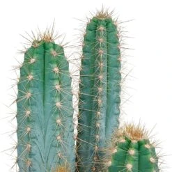 Pilosocereus Azureus Et Son Cache-pot Marron - H40cm, ø17cm - Plante D'intérieur -Cactus Jardin Soldes Magasin b23cc9a2439d2a8e