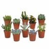 Succulentes, Box De 10 Plantes - H13cm, ø5,5cm - Plantes D'intérieur -Cactus Jardin Soldes Magasin bbddecabd404f6d0