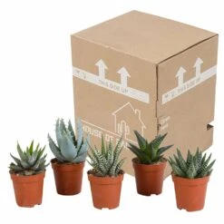 Gasteria, Haworthia, Box De 5 Plantes - H12cm, ø5,5cm - Plantes D'intérieur -Cactus Jardin Soldes Magasin bf054cfd56654567