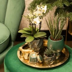 Haworthia Limifolia - ø6cm - H11cm, ø6cm - Plante D'intérieur -Cactus Jardin Soldes Magasin bf7305019d958c28