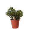 Crassula - H18cm, ø9cm - Plante D'intérieur -Cactus Jardin Soldes Magasin c2b5861801bfe887