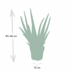 Aloe Vera - H30cm, ø12cm - Plante D'intérieur Succulente -Cactus Jardin Soldes Magasin c62c5fdd3bcbbb2c