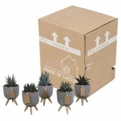 Gasteria, Haworthia Et Leurs Caches-pots, Box De 5 Plantes - H11cm, ø6,5cm - Plantes D'intérieur -Cactus Jardin Soldes Magasin ca78553d44d0f269