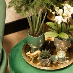 Haworthia Limifolia - ø6cm - H11cm, ø6cm - Plante D'intérieur -Cactus Jardin Soldes Magasin cd5baa913a552277