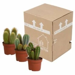 Cactus, Box De 3 Plantes - H15cm, ø10,5cm - Plantes D'intérieur -Cactus Jardin Soldes Magasin d459fa507b1fa377