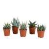 Gasteria, Haworthia, Box De 5 Plantes - H12cm, ø5,5cm - Plantes D'intérieur -Cactus Jardin Soldes Magasin d4b59224b05d0ca9