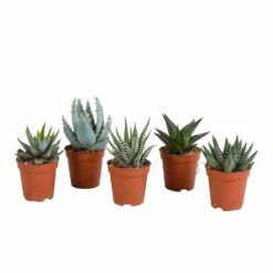 Gasteria, Haworthia, Box De 5 Plantes - H12cm, ø5,5cm - Plantes D'intérieur