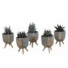 Gasteria, Haworthia Et Leurs Caches-pots, Box De 5 Plantes - H11cm, ø6,5cm - Plantes D'intérieur -Cactus Jardin Soldes Magasin dd216f3ba7821b68