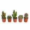 Cactus, Box De 5 Plantes - H8cm, ø5,5cm - Plantes D'intérieur -Cactus Jardin Soldes Magasin e13654ba58da4faa