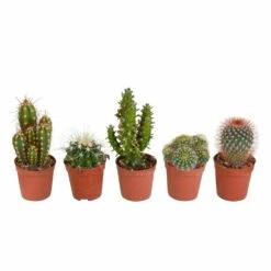 Cactus, Box De 5 Plantes - H8cm, ø5,5cm - Plantes D'intérieur