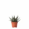 Haworthia - H11cm, ø6cm - Plante D'intérieur -Cactus Jardin Soldes Magasin e3fdcc45736bd75c