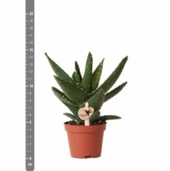 Aloe Brevifolia - H14cm, ø6cm - Plante D'intérieur Facile D'entretien -Cactus Jardin Soldes Magasin e4866a2fa84e2daf