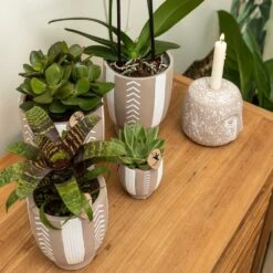 Echeveria Miranda - H13cm, ø9cm - Plante D'intérieur -Cactus Jardin Soldes Magasin e48b09644112b9bd