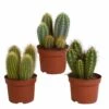Cactus, Box De 3 Plantes - H15cm, ø10,5cm - Plantes D'intérieur -Cactus Jardin Soldes Magasin ea5409007f7371b7