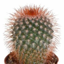 Cactus, Box De 5 Plantes - H8cm, ø5,5cm - Plantes D'intérieur -Cactus Jardin Soldes Magasin eabf162e297f7ccf