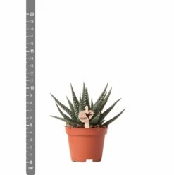 Haworthia - H11cm, ø6cm - Plante D'intérieur -Cactus Jardin Soldes Magasin eb6d65895f5d6334