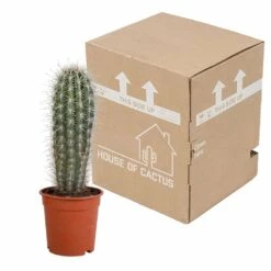 Pachycereus Pringlei - H40cm, ø17cm - Plante D'intérieur -Cactus Jardin Soldes Magasin f1ed5ef7a2c61890