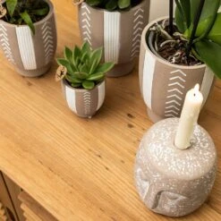 Echeveria Miranda - H13cm, ø9cm - Plante D'intérieur -Cactus Jardin Soldes Magasin f209523da1b249a5