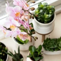 Crassula - H11cm, ø6cm - Plante D'intérieur -Cactus Jardin Soldes Magasin f93f378f0dac5bf6