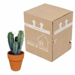 Myrtillocactus Et Son Cache-pot En Terracotta - H40cm, ø17cm - Plante D'intérieur -Cactus Jardin Soldes Magasin f9dc4db908057f89