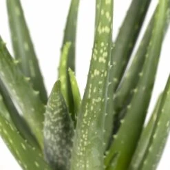 Aloe Vera - H30cm, ø12cm - Plante D'intérieur Succulente -Cactus Jardin Soldes Magasin fa69020b35583d86